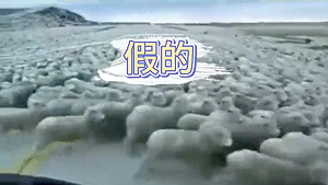 蒙古送中國3萬隻羊上路了? 中媒 ： 眼睛業障重！