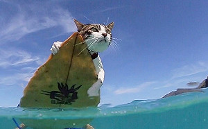 (影)夫妻領養害羞貓咪　發現牠竟是超另類的游泳悍將！