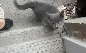 (影)小灰貓自主踏上家門　執著大叫要收編：讓我進去！