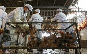 北部公辦屠宰場遭爆藏200無證移工   不戴口罩恐成防疫漏洞