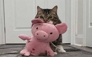 嬌小虎斑貓超愛小豬玩偶　看獸醫上廁所都不忘帶著牠！