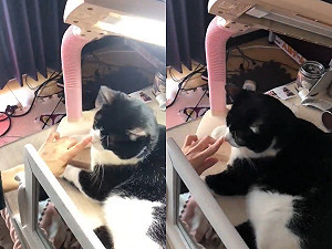 (影)按貓咪鼻頭檯燈竟跟著一亮一滅　網驚呼：賓士牌觸控開關！