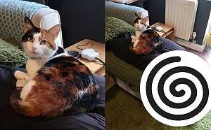 貓咪頻干擾工作　主人使出「有點毛但很好用小物」騙取注意力