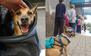 狗狗以為排隊等肉肉笑開懷　發現竟是排口罩秒變臉氣到翻肚！