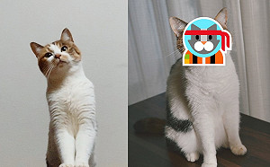 貓星人尷尬又不失禮貌的「微笑」　網驚：有點毛毛的！