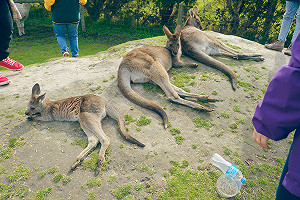 武漢肺炎》阿德雷德市誤傳一名台灣人今日確診！南澳洲新增2病例