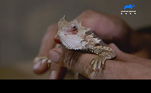 眼睛會噴血、頂撞力是公牛七倍　大角蜥的保命絕招連專家都害怕！