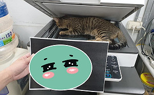 影印中遭貓經理卡位不走　清晰肉球照獨家曝光網暴動瘋搶！