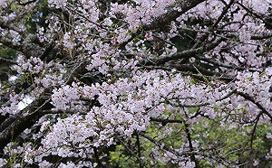 武漢肺炎》阿里山賞花季防疫 醫護及救護車進駐待命