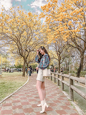 市區就有黃花風鈴木！大台中22處賞花熱點一覽