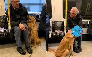 黃金搭地鐵全程和路人玩翻　回頭冷看主人一眼：偶要跟新把拔走！