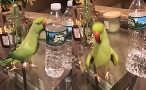 (影)鸚鵡故意推水瓶　得逞開心嘲諷「彈簧跳」：我撞倒了哈哈！