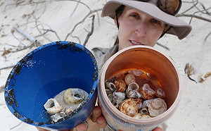 (影)海島塑膠垃圾成寄居蟹墳場　專家：至少有57萬隻活活困死！