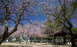 台南市熱門賞花地圖全搜！百花接力綻放到4月