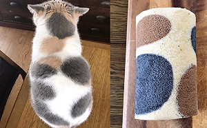 主人買蛋糕捲為三花貓慶生　意外撞色網笑：要吃哪一條啦？