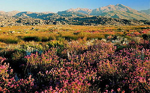世界遺產》好望角旁的植物天堂－南非開普植物保護區