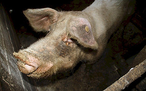 唯恐人民幣帶來瘟疫 阿根廷40萬人聯署反對政府與中國合作養豬業