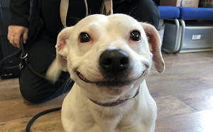 可愛汪星人用無敵燦笑風靡網路　僅3天火速找到新家！