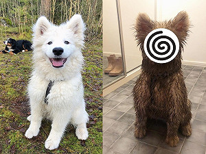 薩摩耶玩到滿身泥巴回家　對主人燦笑：本汪臉臉沒髒喔！