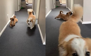 (影)調皮狗狗故意尾隨學走路　柯基轉身怒吼：沒禮貌！