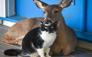 (影)不打不相識！浪貓初見小鹿就揮拳　竟日久生情發展好友誼