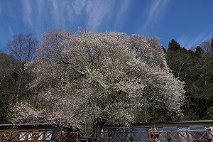把握最美賞花期！北台灣最大「霧社櫻王」未來3週觀霧綻放