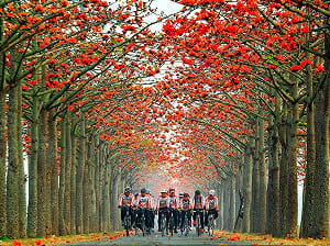 木棉花開了！全台4處火紅花海之路不能錯過