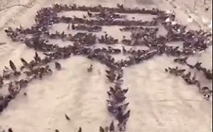 4000隻雞成「白衣天使」  他擺到一半：前面的飼料被吃完了！