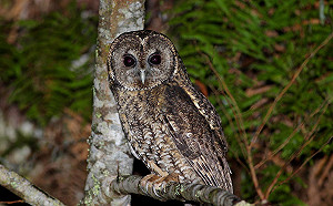 一年僅有3場！太平山夜探貓頭鷹活動活動日期公布