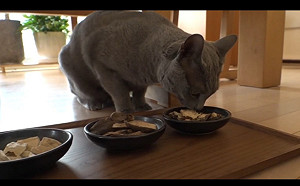 (影)韓國中醫診所貓咪愛健康　戒零食愛補品超懂養生之道！