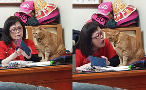 養貓後網友被媽媽當塑膠　網笑：你才是「橘」外人！