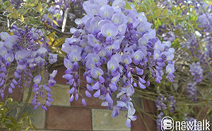 2020嘉義瑞里紫藤花季揭幕，情人節賞花浪漫爆表