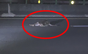 國道3號有「鹿」闖入車道遭撞死　輪下添冤魂