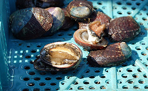 新冠肺炎衝擊貢寮鮑，新北祭五大措施因應