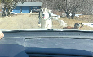 兩汪見車立刻「攔住打劫」 失控跳上無敵燦笑：留下買路財！