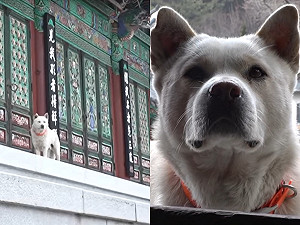 (影)佛寺狗勾清心寡慾陪念經　跟拍後僧侶全傻眼：根本花花公子！