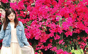 嘉義仁義潭畔九重葛開滿滿  花道成網美秘境