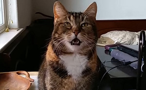 (影)三花貓巴豆么就會對主人說：「哦哦～」　叫聲超可愛！