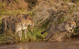 獵豹一家帥氣躍水驚險渡河　見游泳姿態網笑：也太猙獰！