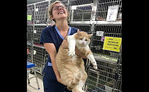 收容所出現「胖到幾乎掌握不了」的橘貓　立刻被搶爆認養！