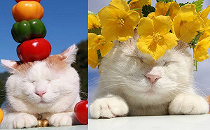 (影)日本貓叔「頂物萌招」圈粉無數　飼主淚訴：無緣過18歲生日