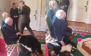 愛爾蘭總統出席婦女節活動　遭愛犬亂入翻肚討摸摸搶盡風采