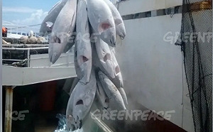 綠色和平又疑台灣漁船非法  漁業署：待查證