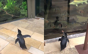 因疫情水族館全面關閉　企鵝園內逛大街：這隻魚看起來不錯！
