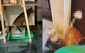 (影)虎斑貓喝水還順便洗腳交　半年後竟孕育出美麗小生命！