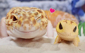 守宮獲得「迷你我」小玩具　露出燦笑萌煞網友：我戀愛了！