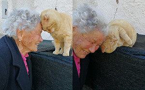 (影)強震失去所有！老奶奶4年後與愛貓幸運重逢緊緊相依：有你就夠了