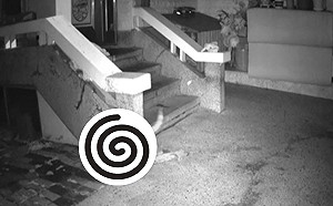 (影)韓國社區驚傳衣物竊盜案　怪癖小偷竟是毛茸茸的「牠」！