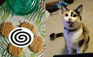 貓咪偷開餅乾盒　光明正大做記號還得意洋洋：我很棒吧！