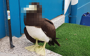 網友撿到白腹鰹鳥求助救援　網歪樓：髮型也太時尚！